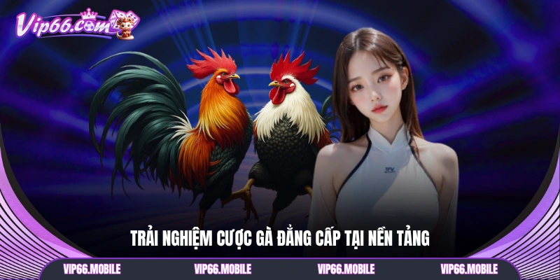 Trải nghiệm cược gà đẳng cấp tại nền tảng